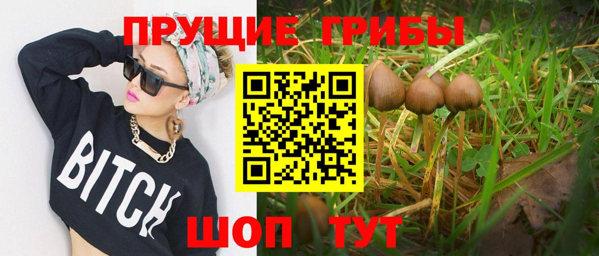 Галлюциногенные грибы Psilocybine cubensis Нефтекумск